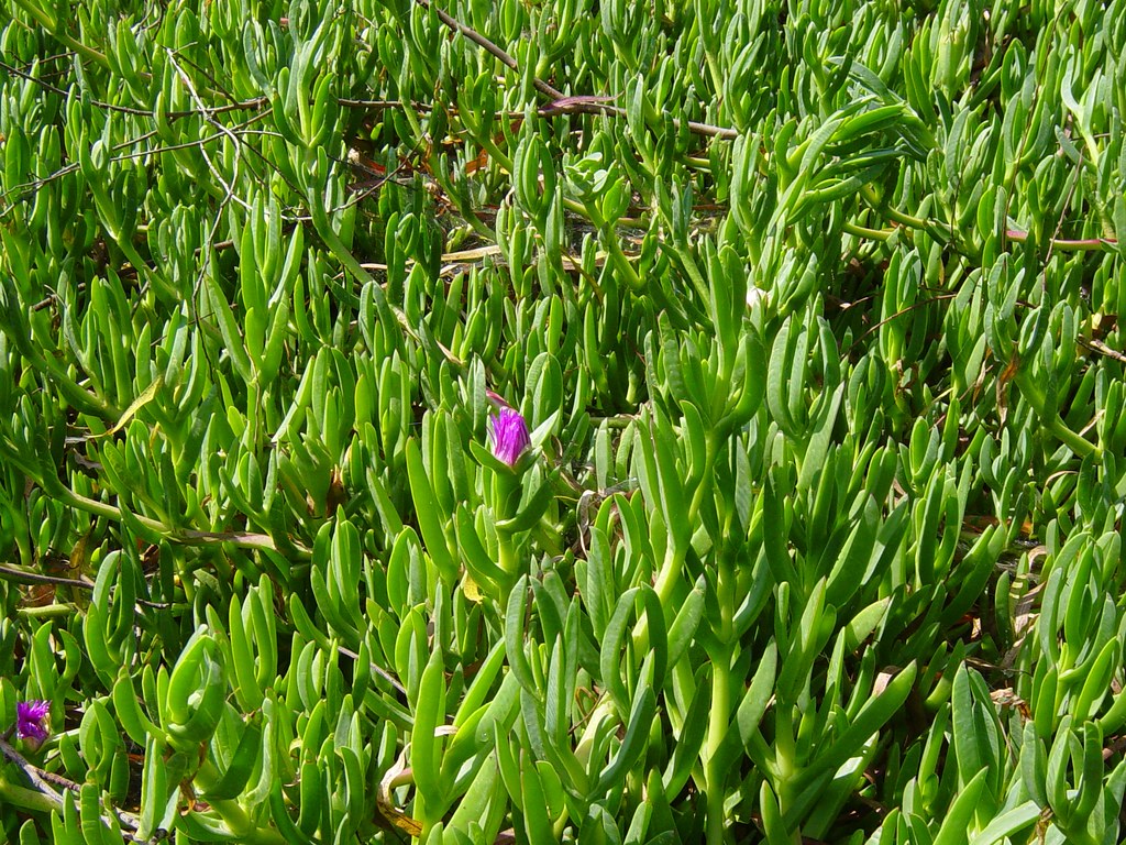 Ice Plant ground cover