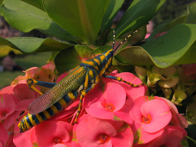 Grasshopper with flowers!