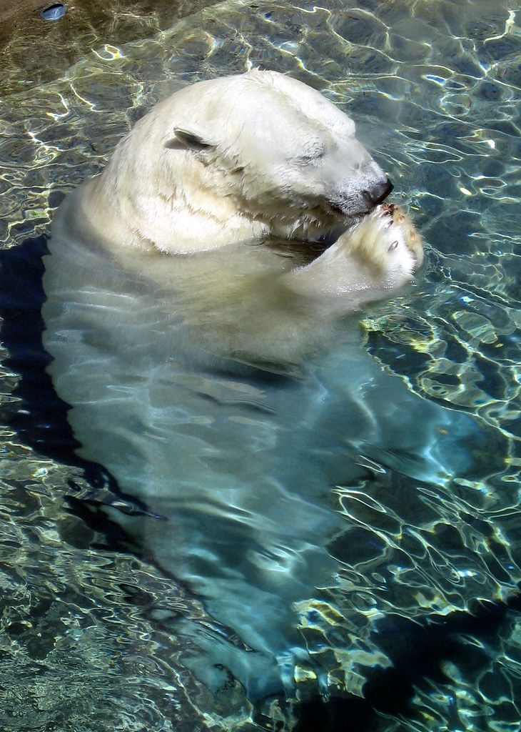 Polar Bear Toronto Zoo Eats a Fish