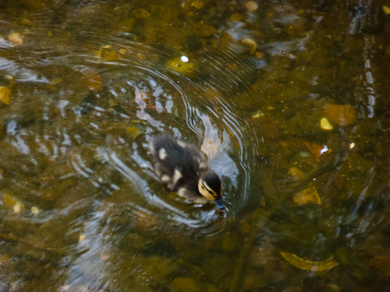 Duckling