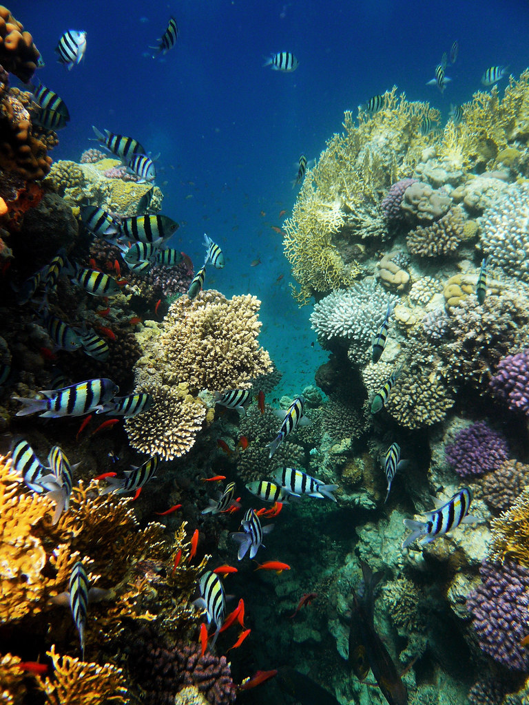 Коралловые рифы в хургаде. Подводный мир Египта Шарм-Эль-Шейх. Рыбки на рифах Шарм Эль Шейх. Живой риф в Египте. Кораллы в Хургаде.