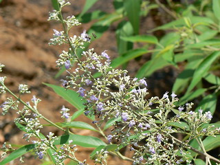 Vavili (Telugu: వావిలి)
