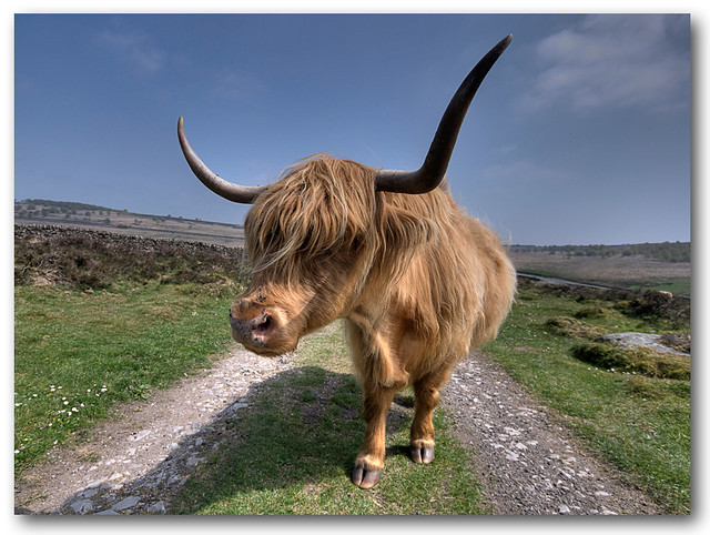Highland Cow (Sigma @ 10mm)