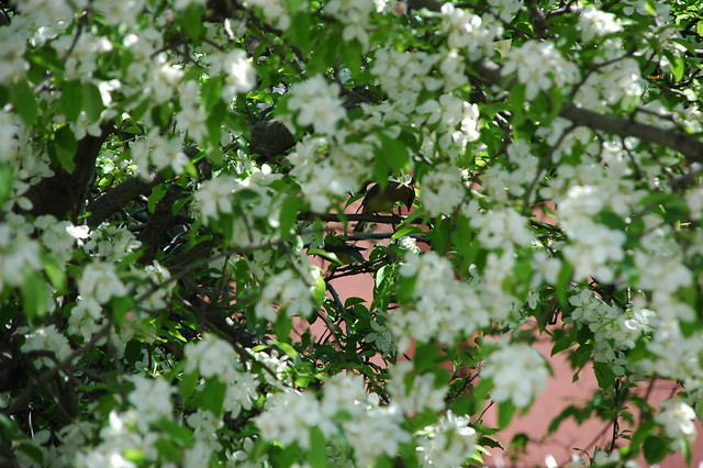 Cedar Waxwings in Apple Tree