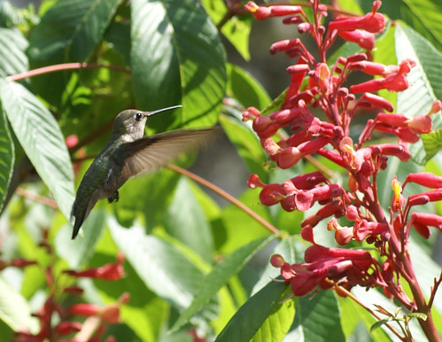 Hummingbird | Patrick DeBacker | Flickr
