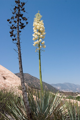 flowers desert sbcusa