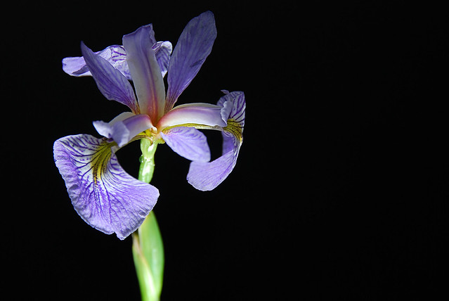 True solitary Iris