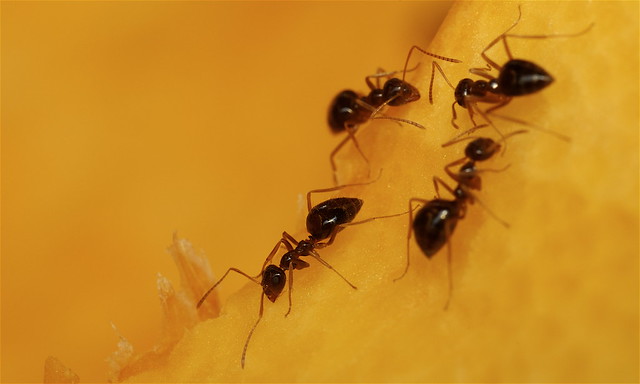 False Honey ants on pumpkin - Prenolepis impari