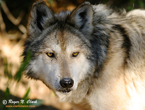 wolf_c02_08_2004_img_6741_b-600 | by KakashiFanatic