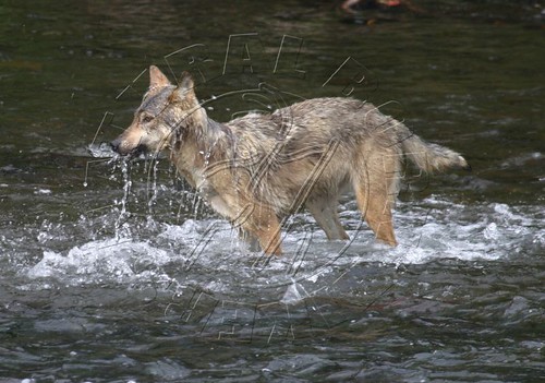 gray wolf dripping | A gray wolf after attempting to catch a… | Flickr
