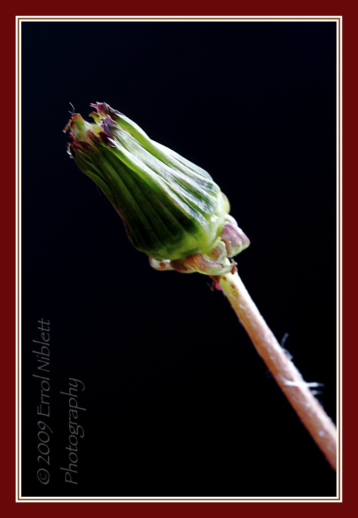 09/16 (Dandelion from Flower-bud to final seed) by Tripod 01