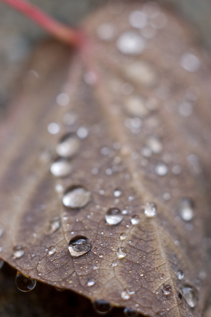 dew on leaf-24.jpg