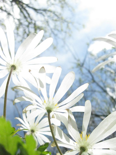 Bright Flowers by Elsa Prinsessa