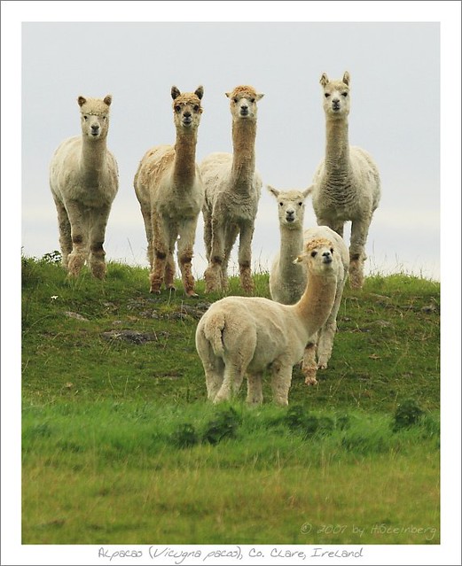 Alpacas, Co. Clare, Ireland