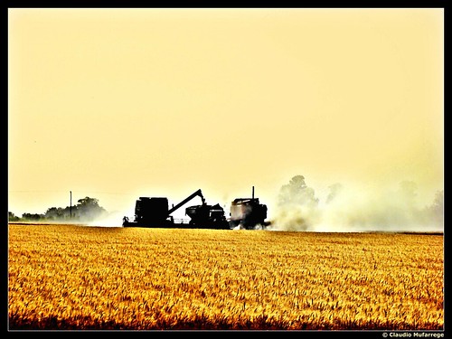 Cosechando trigo / Harvesting wheat by Claudio.Ar