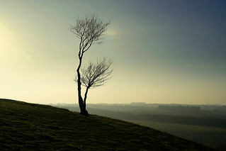 Lonely tree on Pegsdon Hills
