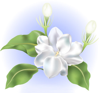 Featured image of post Sampaguita Vector Whether you re a global ad agency or a freelance graphic designer we have the vector graphics to make your project come to life