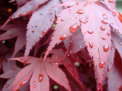 maple | by egushee
