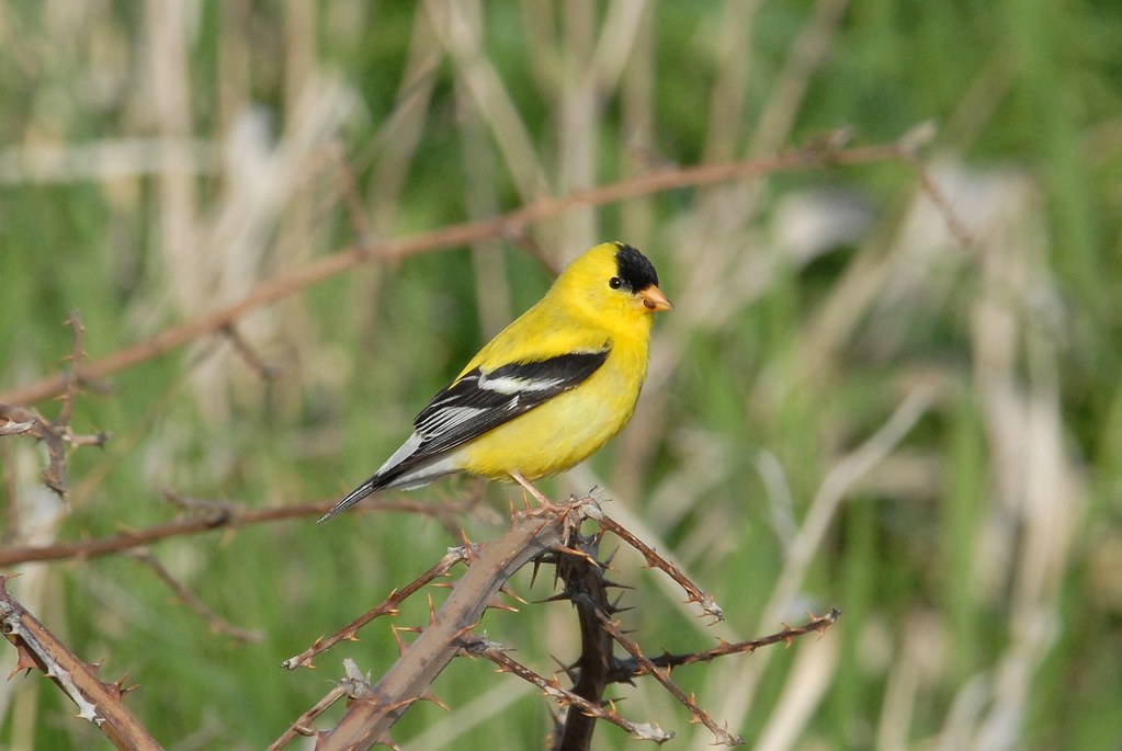 american-goldfinch-carduelis-tristis-breeding-plumage-d-flickr