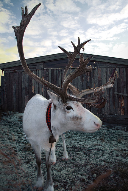 a white reindeer