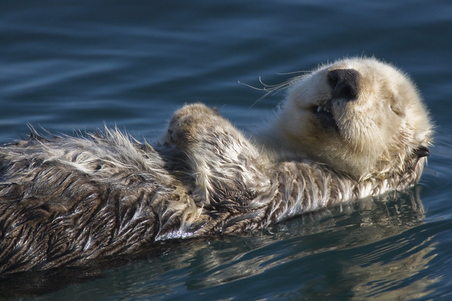 Adult Sea Otter (Enhydra lutris)  in Morro Bay, CA - This is one of my better photos