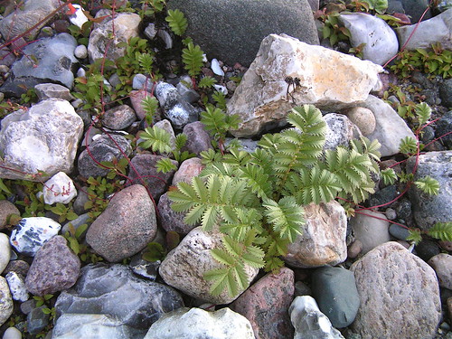 101. Varen tussen de stenen | Fern between the pebbles by Bert Scheuter, Genieten van een avondwandeling na een mooie warme dag in Jutland. Een mooi varentje, ik heb alleen