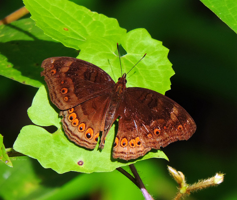 Junonia hedonia (Brown Soldier, Spotted Chocolate Soldier, Brown Pansy, Chocolate Argus, or Chocolate Soldier) (ID-A017)