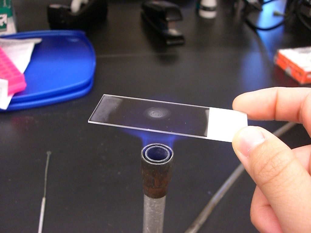 Slide Staining Preparation pt.8 | After the smear has dried,… | Flickr