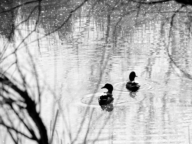 Spring Ducks