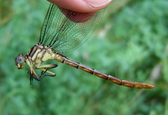 female Russet-tipped Clubtail