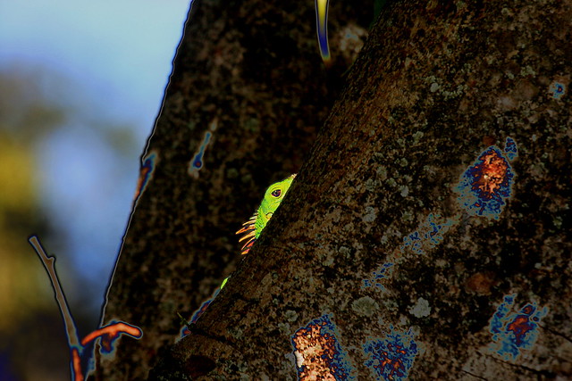 iguana peering -psychedelic version