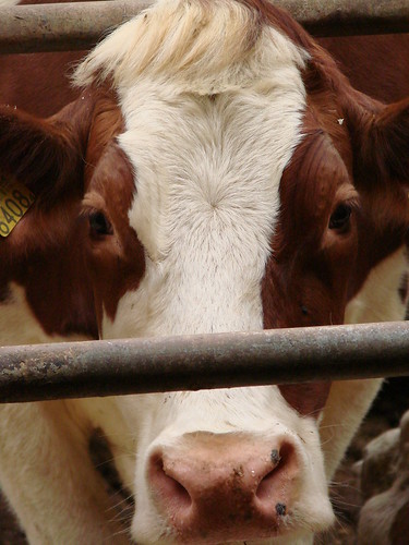 cow in stable | by heidelinde1977