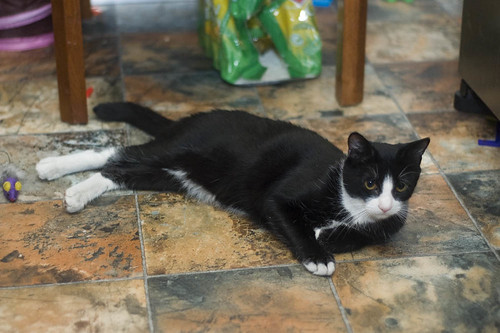 Torque has conquered the mousie | by Tymcode