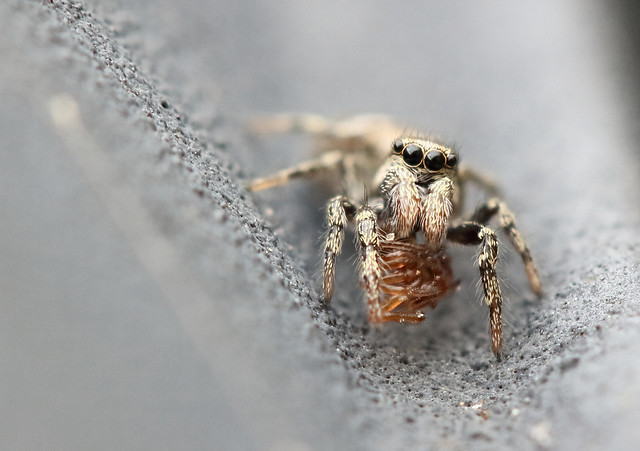2017-02-15-Jumping spider with spider prey