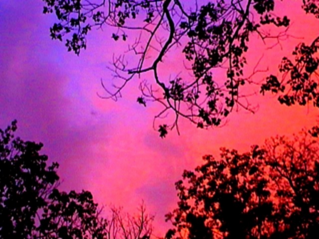 Sunset | Sylvia Kitchen | Flickr