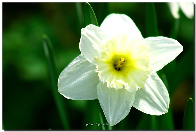 Daffodil - Narcissus - Narzisse - Osterglocke - Narcis - Daffs