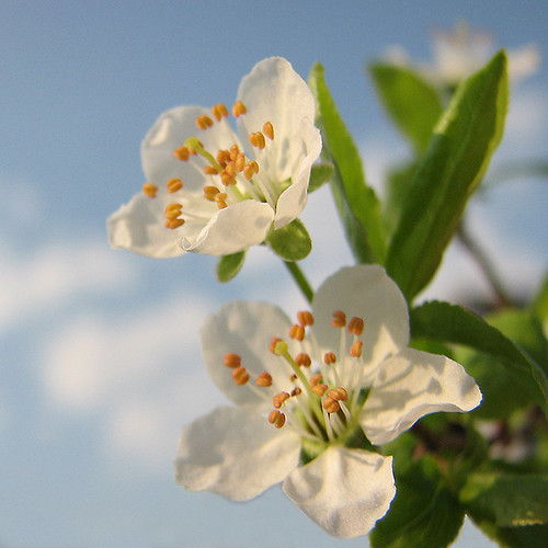 my contribution to the celebration of spring | all these tre… | Flickr