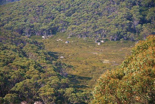 mountains australia victoria gums alpine eucalypts snowgums mtbawbaw auspctagged greatdividingrange pc3833 eucalyptuspauciflora australianmountains muellerslookout bawbawnationalpark