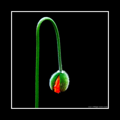 B.P.M. by Philippe Sainte-Laudy