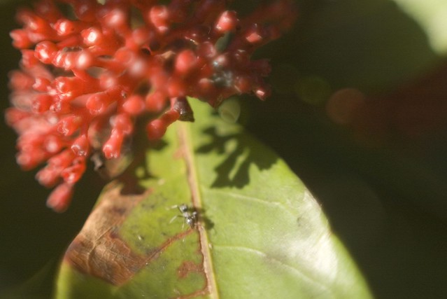 ant on leaf - testing the reverse lens macro technique