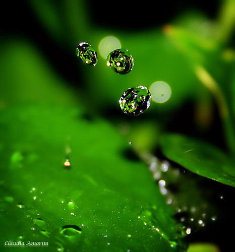 rain drops | Cláudia Amorim | Flickr