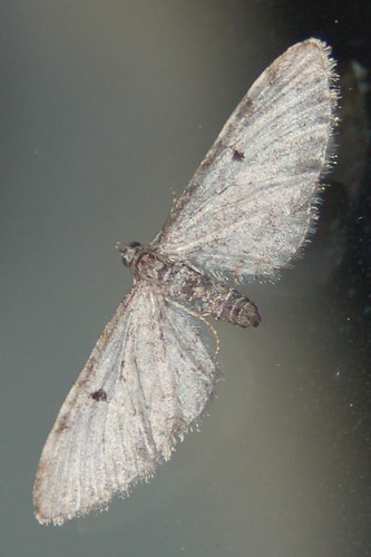 county copyright lake david washington photos small anderson photographs sp clark moths dorsal hideaway campers merwin bmna eupithecia