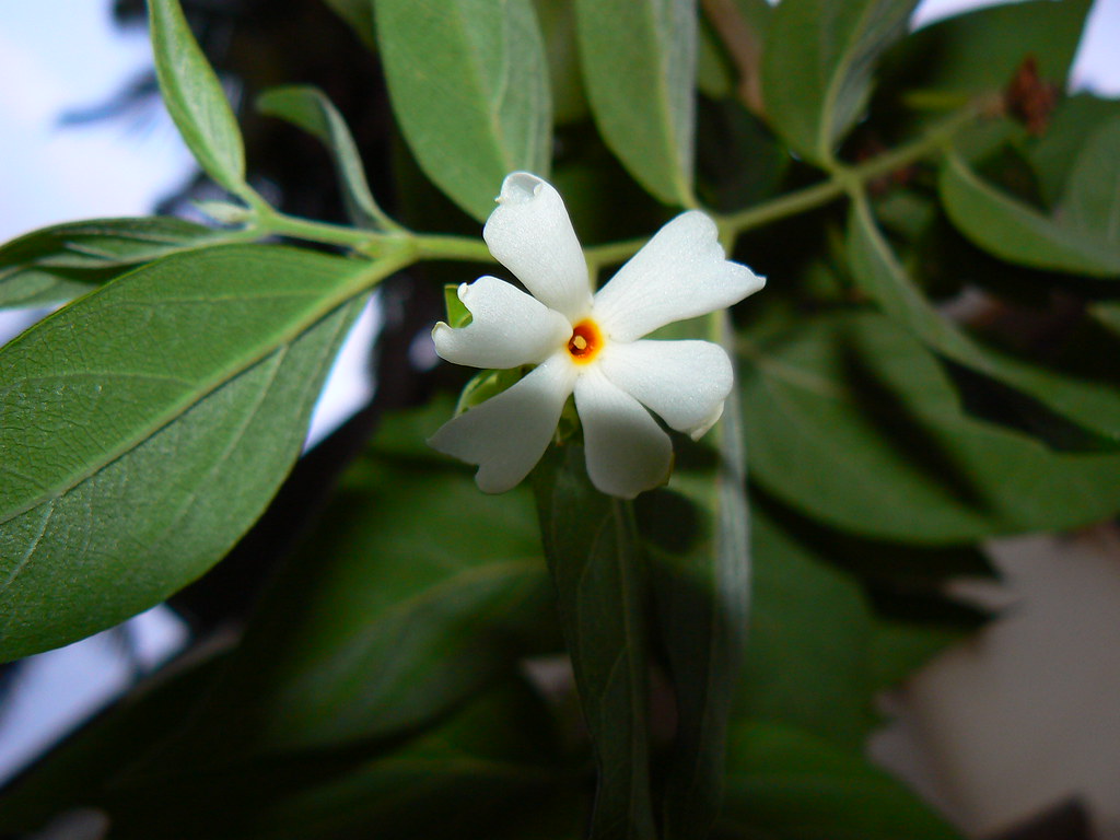 shiuli (bengali: শিউলি) | oleaceae (olea or olive family