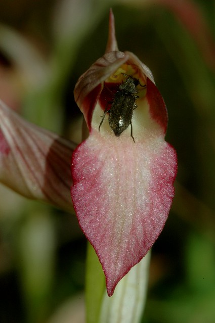 D0702222 | Echter Zungenständel oder Schwertständel (Serapias lingua). Diese Orchidee ist eine Schlafstättenblume, Insekten suchen Schutz in der Blüte. Toscana, 17.05.2007