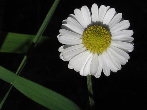 simplify | by MartiLee