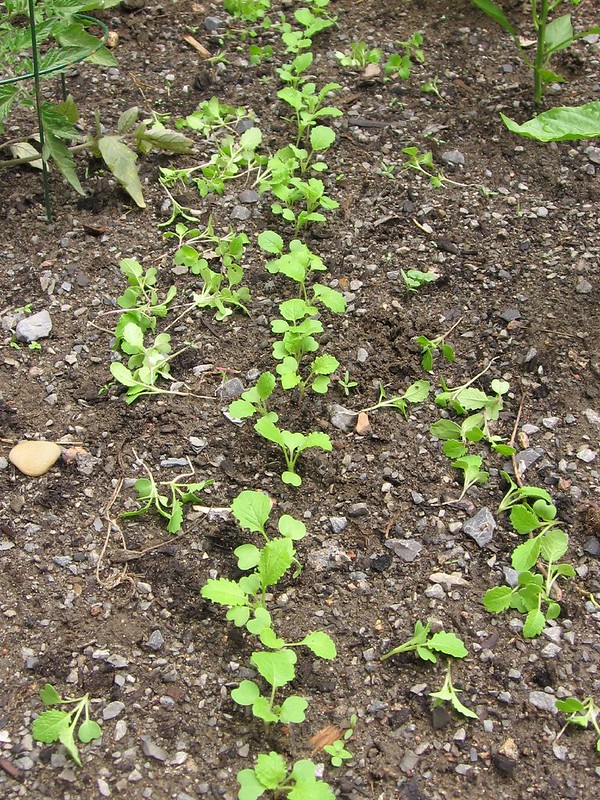 Thinned-Out Young Turnip Plants