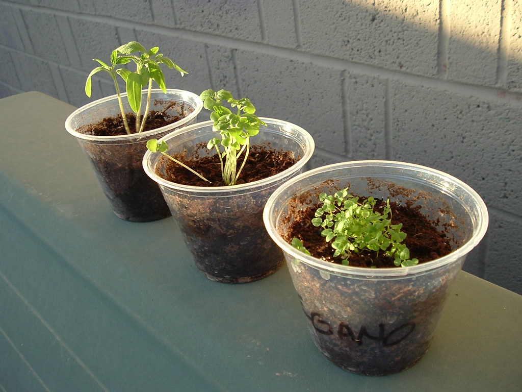 Entrega de 5 plantas orgánicas (romero, albahaca y más) 4
