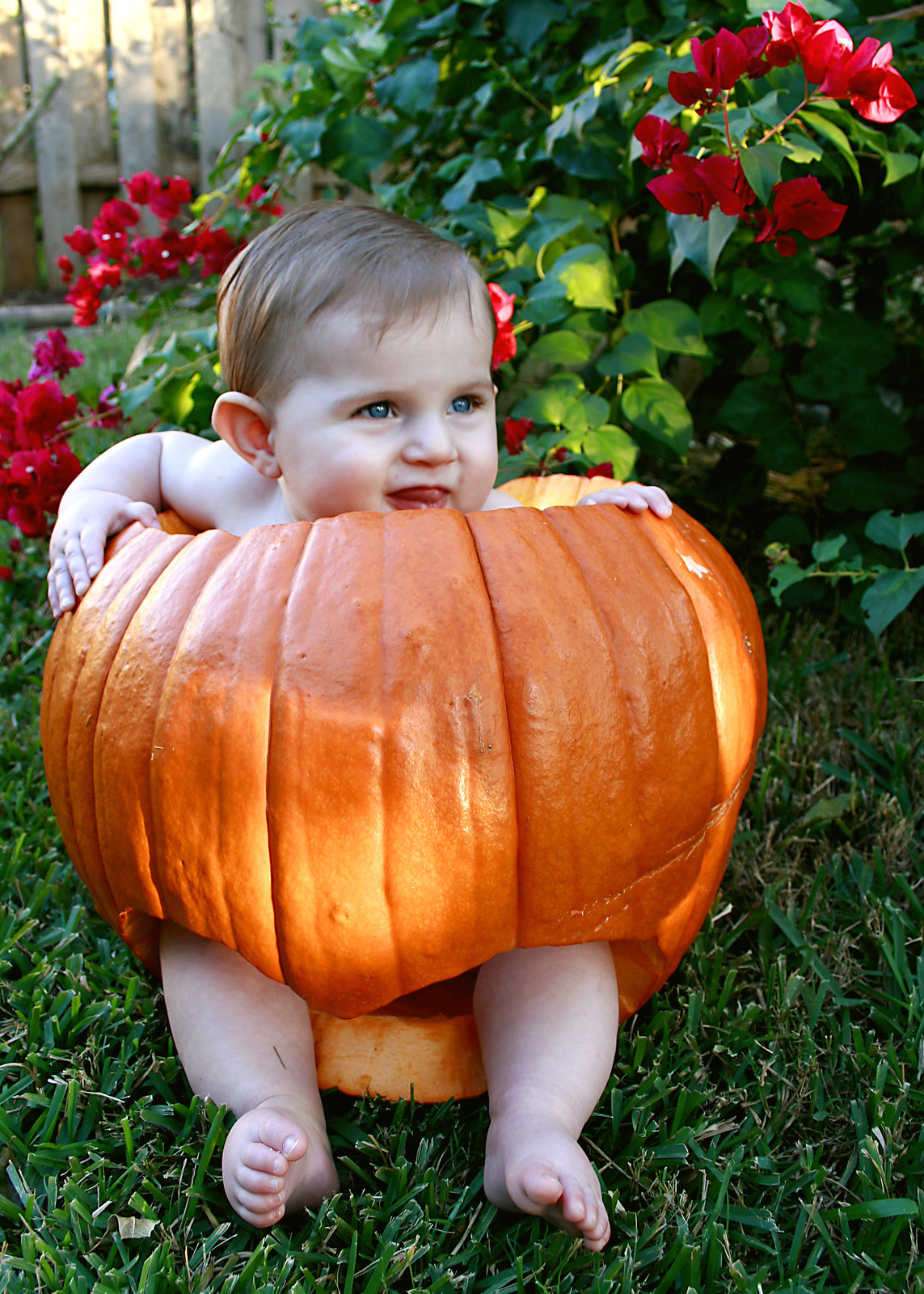 Pumpkin Babies | Flickr