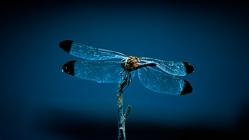 Deep blue: Dragonfly by manganite