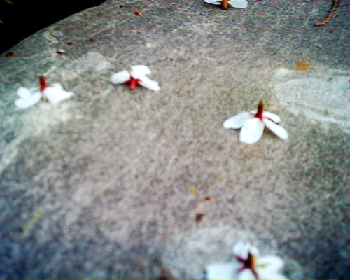 fallen... | by since73